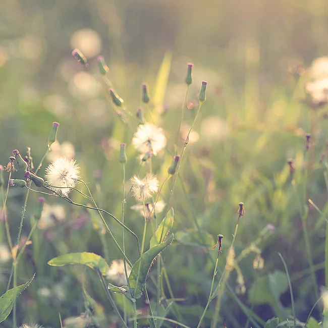 Kinesiologie Manuela Albert